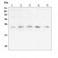 Anti-mtTFA TFAM Antibody Picoband™ (monoclonal, 4D9)